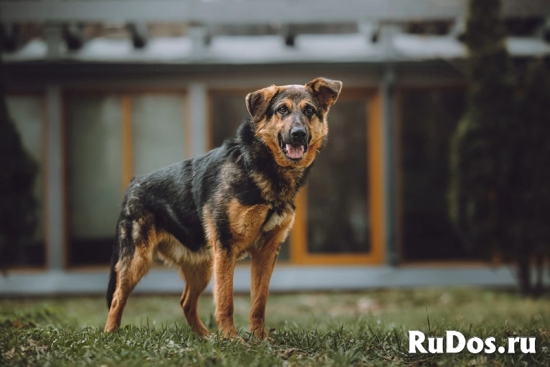 Фьючерс - настоящий медвежонок! В добрые руки изображение 7