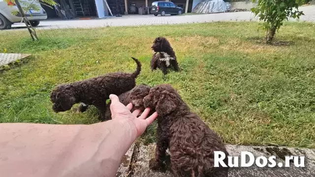 Щенки лагото романьоло изображение 8