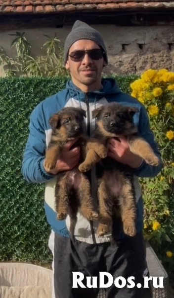 Немецкая овчарка изображение 9