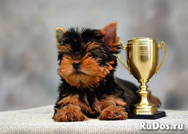 Щенки йоркширского терьера лучший подарок! изображение 3