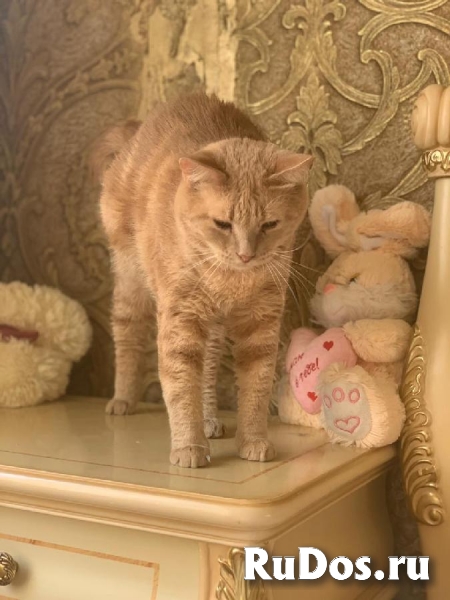 Котик Абрикос ищет дом и любящих родителей! фото
