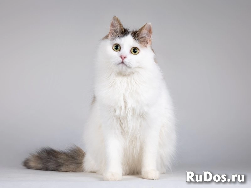 Ласковая Зая, котёнок-подросток, девочка, трёхцветка. изображение 8