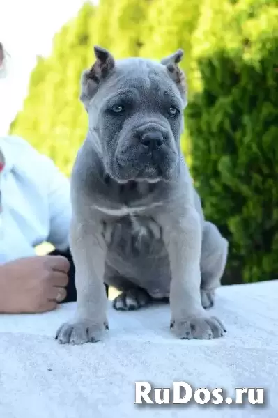 Кане Корсо, самки и самцы изображение 5