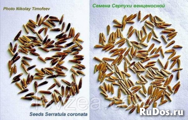 Высококачественные Семена левзеи и серпухи изображение 3