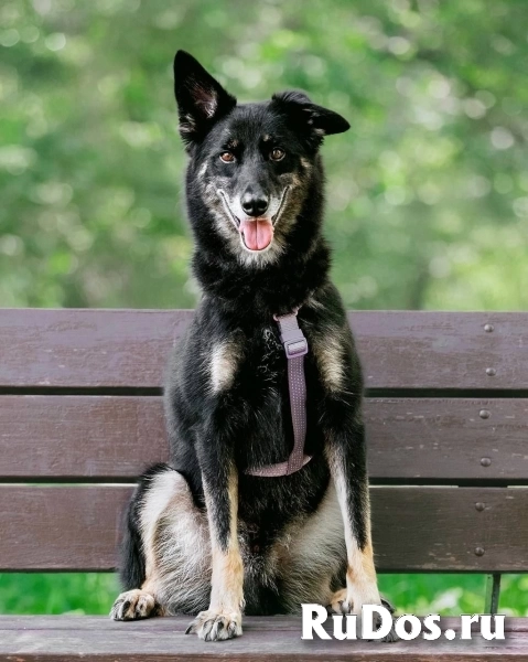 Пёс Малыш - замечательный компаньон и настоящий друг в добрые руки изображение 4