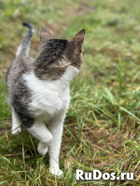 Ласковый котик Лучик в поисках любящего хозяина изображение 8