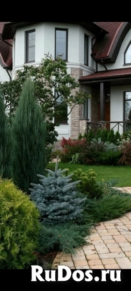 Обрезка хвойников, обработка сада, озеленение изображение 5