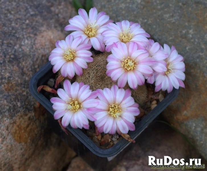 , купить растения изображение 7