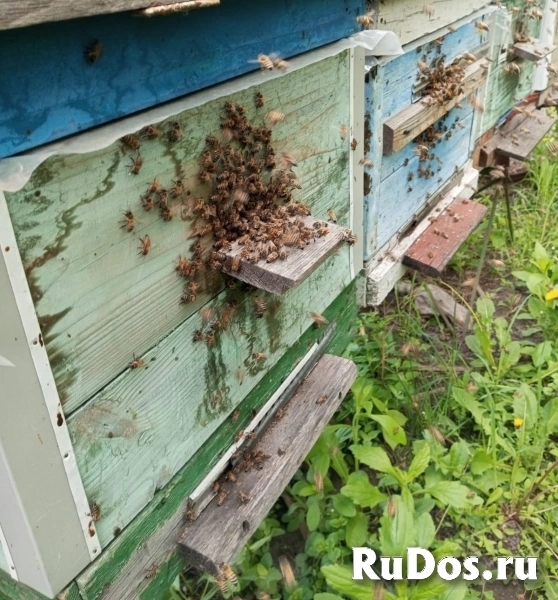 Пчёлы - соберу пчелопакеты фотка