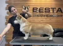 Вельш Корги Пемброк картинка из объявления