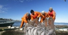 Камчатская рыбодобывающая компания на Путину 2024 - работа картинка из объявления