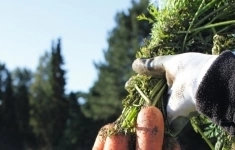 Морковь натуна F1 1,6-1,8 (1 000 000 семян) Bejo картинка из объявления