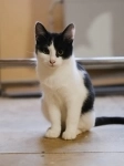 котенок Мишка ищет дом картинка из объявления