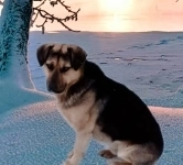 Малкин - избранный пёс картинка из объявления