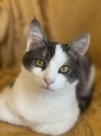 Замечательный котенок Лунтик  ищет дом! картинка из объявления