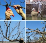 Обрезка плодовых деревьев Воронеж картинка из объявления