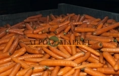 Морковь бангор F1 1,8-2,0 (1 000 000 семян) Bejo картинка из объявления