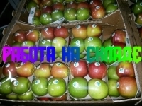 Упаковщики на склад фруктов и овощей Вахта картинка из объявления