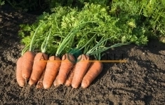 Морковь купар F1 1,8-2,0 (1 000 000 семян) Bejo картинка из объявления