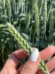 Семена пшеницы озимой купить Акапелла Арсенал Армада Бумба Багира картинка из объявления