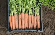 Морковь нектар F1 1,8-2,0 (1 000 000 семян) Bejo картинка из объявления