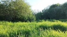 Участок 5.96 сотки — 1 800 000 руб. — газ и свет по границе в объявлении 4 фото Участок 5.96 сотки — 1 800 000 руб. — газ и свет по границе картинка из объявления