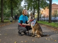 Звезда в добоые руки! картинка из объявления