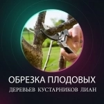 Обрезка плодовых и садовых деревьев. картинка из объявления