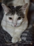 Котик Фокс картинка из объявления