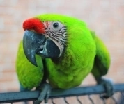 Большой солдатский ара (Ara ambiguus) - птенцы выкормыши из питомника картинка из объявления