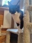 Котик Рембик картинка из объявления