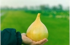 Семена лука репчатого Шерман F1: 100 000 шт. картинка из объявления