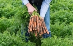 Морковь нерак F1 2,0-2,2 (1 000 000 семян) Bejo картинка из объявления