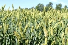 Семена озимой пшеницы Классика картинка из объявления