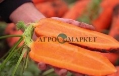 Морковь намибия F1 1,6-1,8 (1 000 000 семян) Bejo картинка из объявления