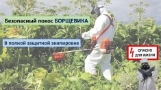 Покос борщевика картинка из объявления