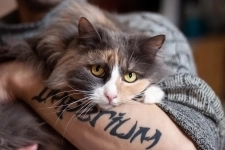 Шикарная кошка Прима в добрые руки картинка из объявления