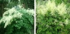 , купить растения картинка из объявления