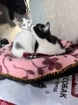 Мама-кошка с котенком-девочкой в добрые руки картинка из объявления
