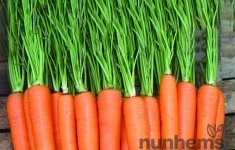 Морковь элеганс F1 2,2-2,4 (1 000 000 семян) Nunhems картинка из объявления