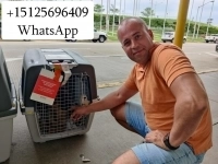 Перевозка животных в Америку и Европу картинка из объявления