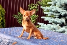 Гламурные щенки Чихуахуа в объявлении 7 фото Гламурные щенки Чихуахуа картинка из объявления