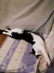 Котик Чип ищет дом картинка из объявления