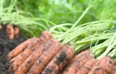 Морковь ниланд F1 2,4-2,6 (1 000 000 семян) Bejo картинка из объявления