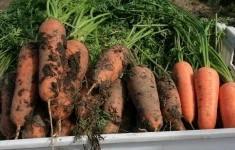 Морковь кюрасао F1 1,8-2,0 (1 000 000 семян) Bejo картинка из объявления