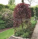 Саженцы яблони из питомника, с доставкой и посадкой по низкой цене картинка из объявления