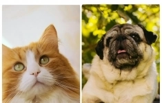 Ветеринарный санитар картинка из объявления