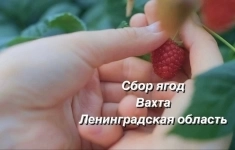 Рабочий на сбор урожая ягод (вахта) картинка из объявления