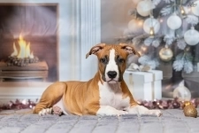 Красивая рыжая девочка Амстаффтерьера 3 месяца картинка из объявления