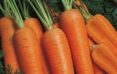 Морковь наполи F1 1,8-2,0 (1 000 000 семян) Bejo картинка из объявления